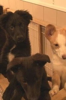 Daitokai: Dog and Cat Shelter in the Big City