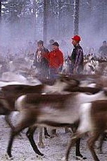 On the Path of the Reindeer