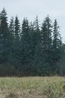 Burn it to the Ground