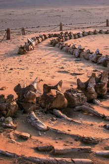 When Whales Could Walk