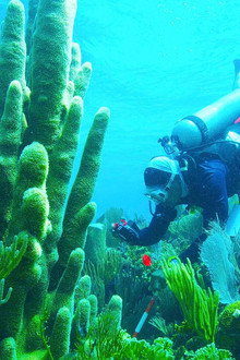 Treasure of the Caribbean