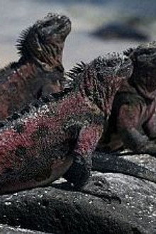 The Dragons of Galapagos