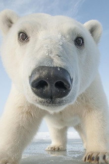 Snowbound: Animals of Winter