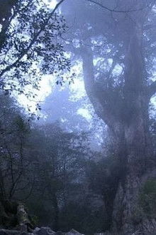 Yakushima: People Gathering at Giant Trees
