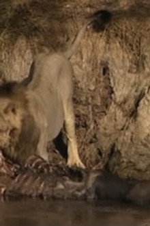 The Last Lions of India