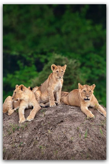 Little Big Cat poster