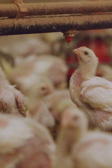 The Trouble with Antibiotics