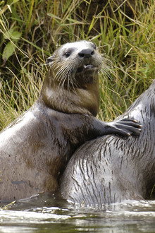 Yellowstone Otters