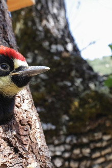 Woodpeckers: The Hole Story