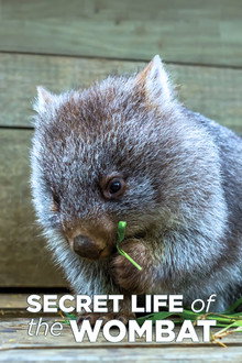 Secret Life of the Wombat poster