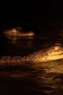Invasion of the Crocodiles