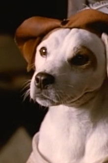 The Impawssible Dream