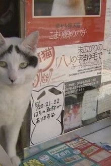 Uwasa's cat and shopping street