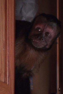 Monkey