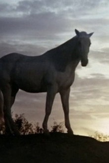 A Dream of Wild Horses