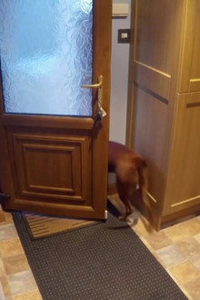 Inside Animal Minds: Dogs & Super Senses