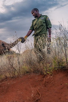 Becoming Elephant: The Orphans of Reteti | Graduation Day