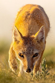 Dogs in the Wild: Secrets of Success