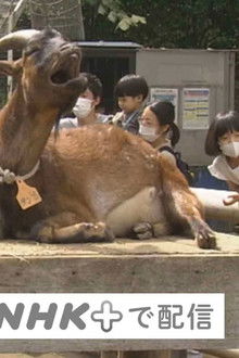 Kawasaki Animal Park on the Hill