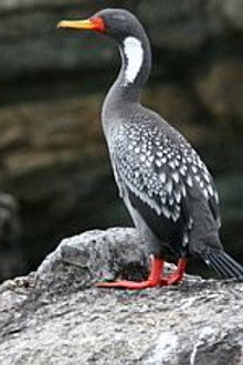 Paracas and the Billion Dollar Bird