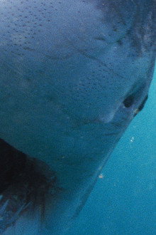 Why Sharks Attack