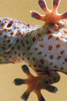 The Reptiles: Lizards