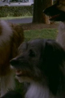 My Hairiest Adventure