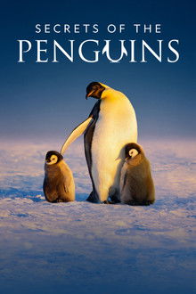 Secrets of the Penguins poster