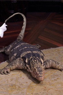 101 Lizards