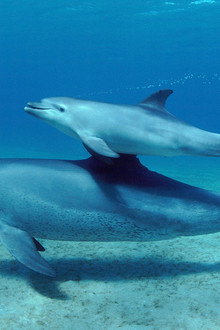 Parenthood: Oceans