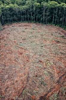 Timber Turmoil