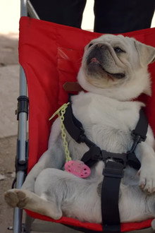 The Dog