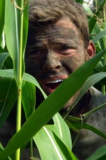The Corn Field (1)