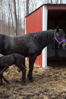 Three Vets and a Baby