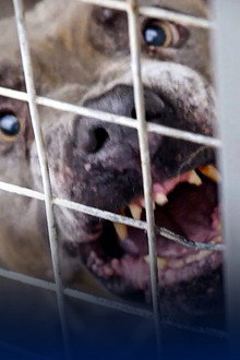 Dangerous Dogs: Is the Ban Working?