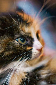 Part of the Furniture