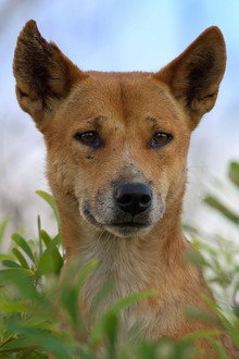 Dogs in the Wild: Meet the Family