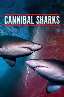 Cannibal Sharks poster