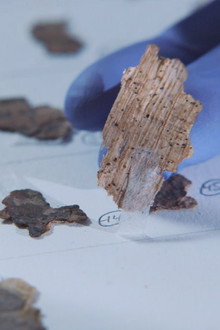 Dead Sea Scroll Detectives