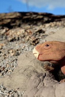 Mammal Origins