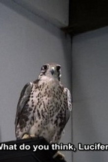 The Falcon (1)