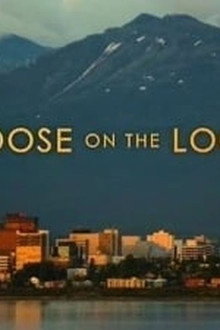 Moose on the Loose