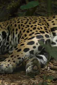 Jaguar Beach