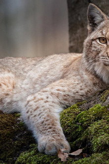 Forest of the Lynx