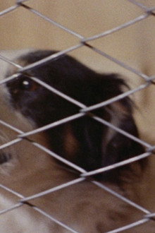 Mondo cane n. 2