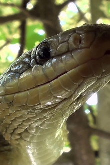 The Secret Life of Snakes