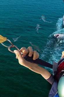 Caught!-Sharks-Strike-Back