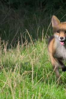 Foxes: Their Secret World