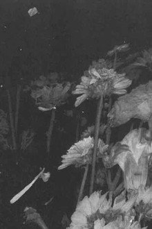 bouquet