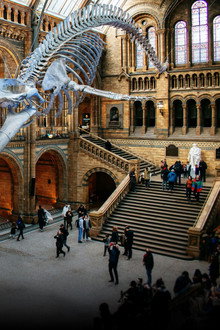 Natural History Museum: World of Wonder